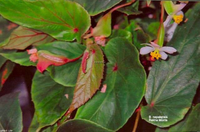 B. nepalensis var. nepalensis
